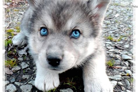 Wolf hybrids for sale. . Wolf hybrid puppies for sale near me